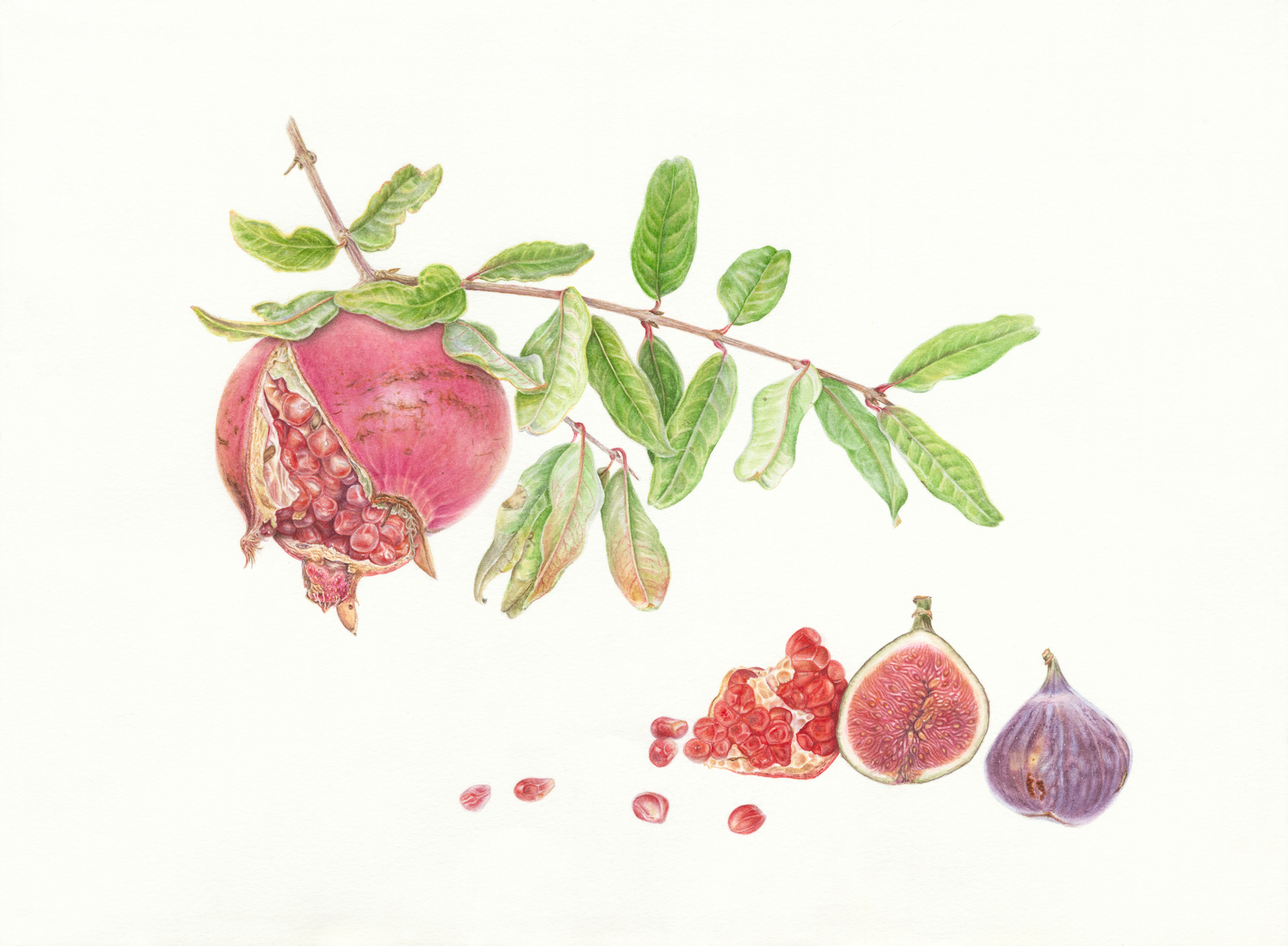 Pomegranate & figs