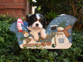 7 Proven Holiday Travel Tips for a Calm Cavalier