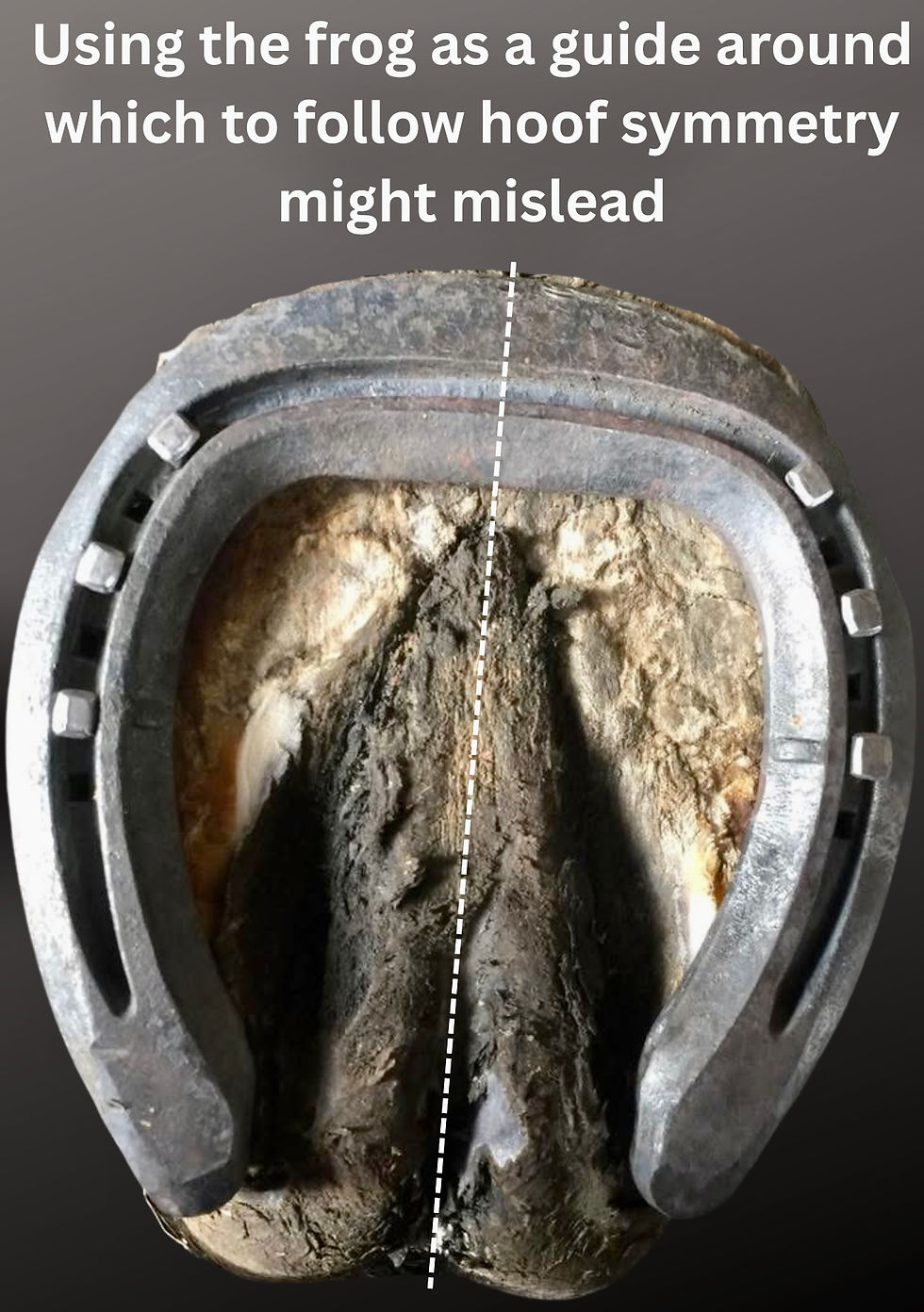 Showing a shod hoof of a horse