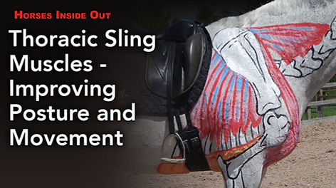 S6 E1 Thoracic Sling.jpeg
