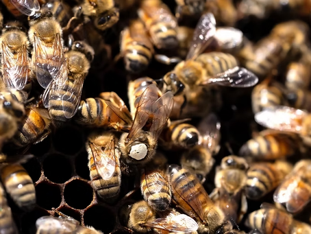 Birds & Bees and Honey Please!