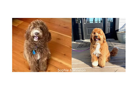 Sophie x Winston