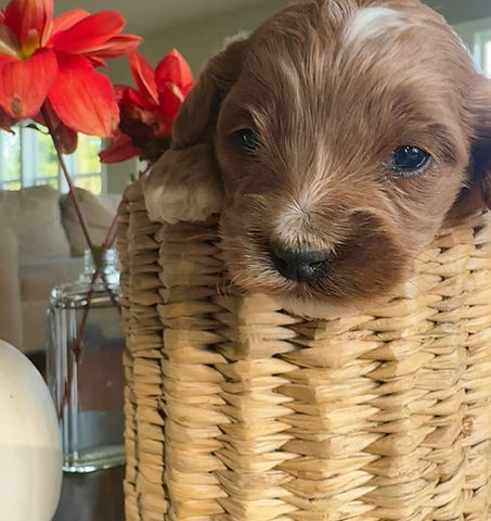 Coco- 3 weeks_edited.jpg