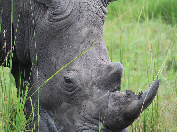 Rhino.jpeg