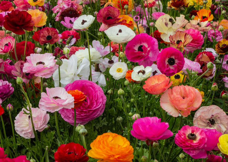 flowers-6239.jpg