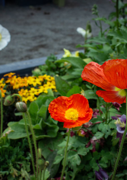 flowers-6187.jpg