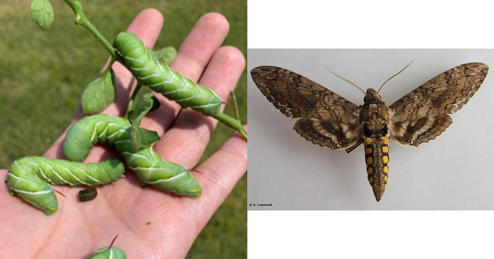 Tomato Hornworm Caterpillar and Moth