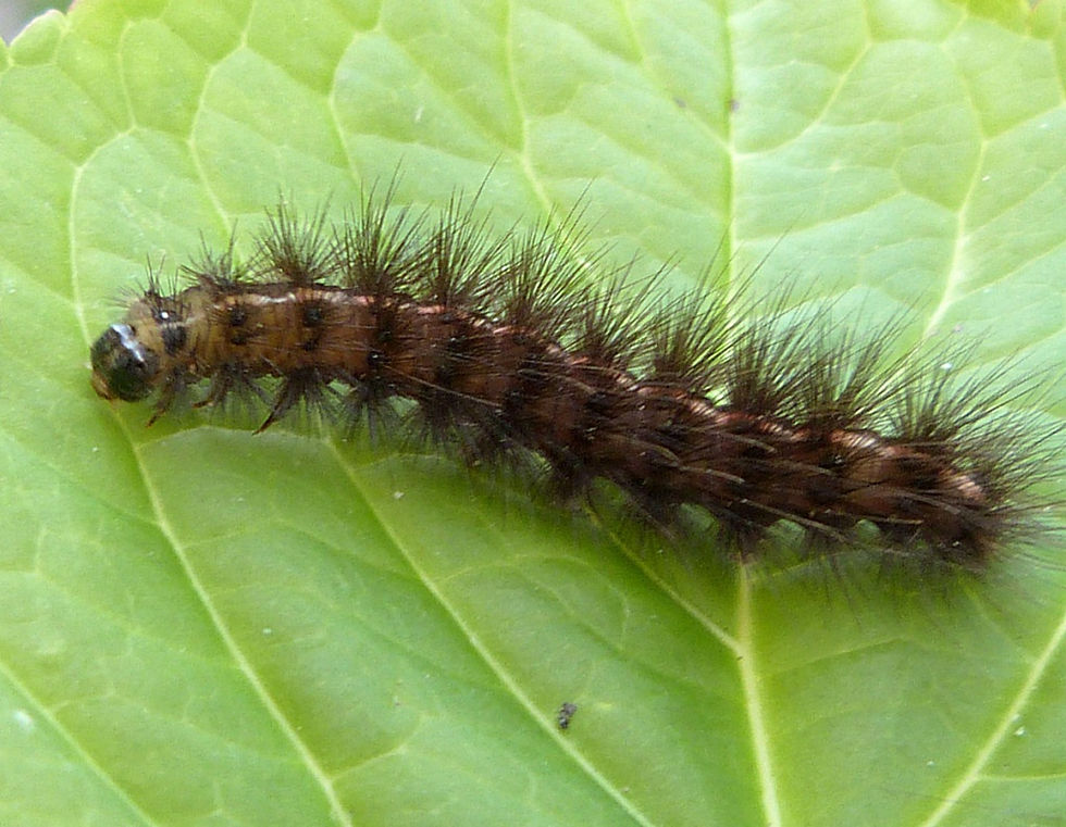 White Ermine Caterpillar