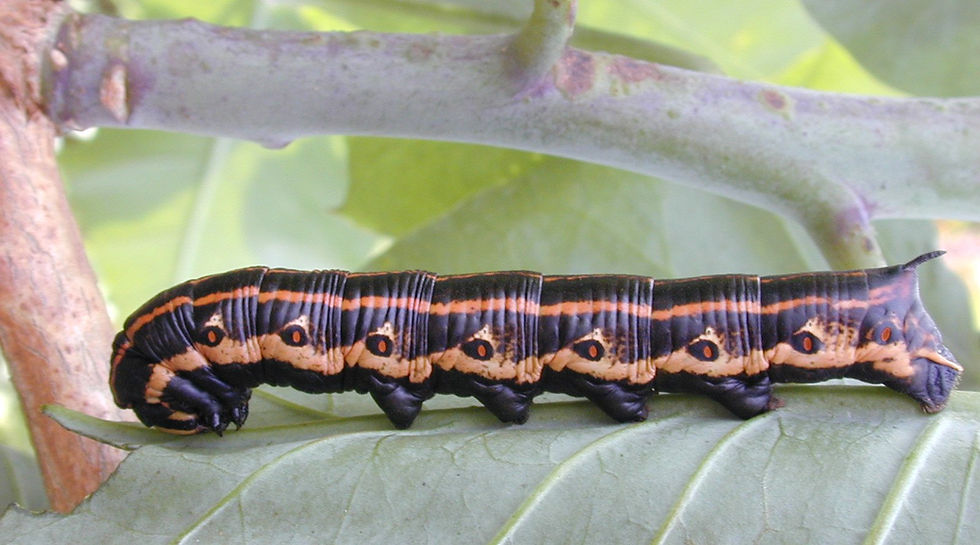 Pink Spotted Hawk Caterpillar