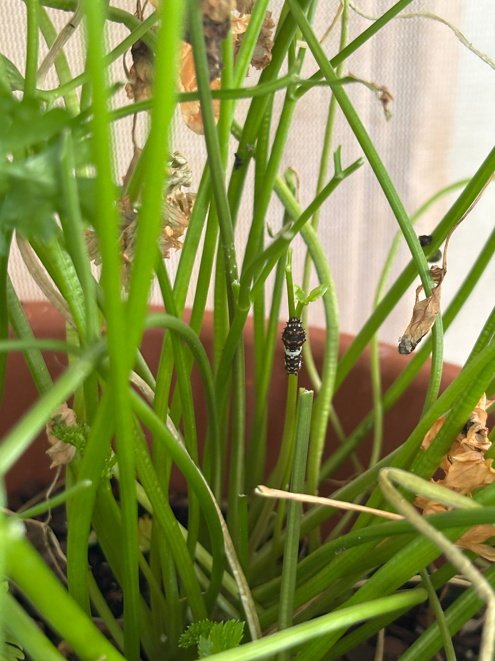Tiny Swallowtail Caterpillar eating parsley