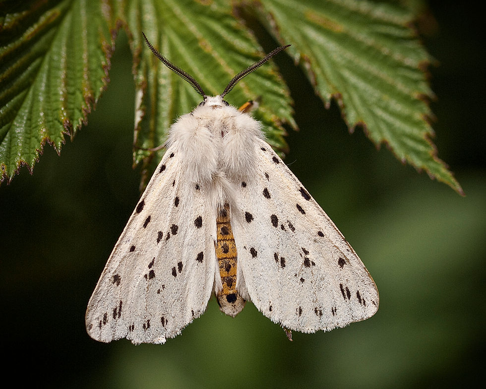 White Ermine Moth