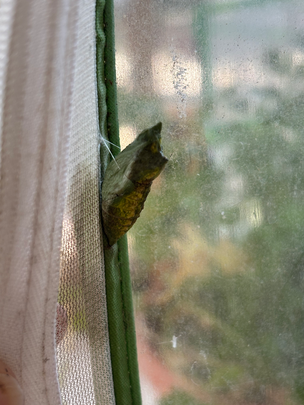 Chrysalis of a Swallowtail Caterpillar