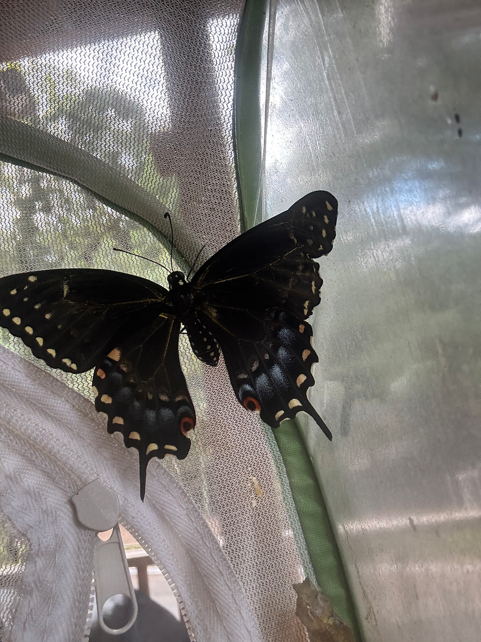 Hatched Black Swallowtail Butterfly