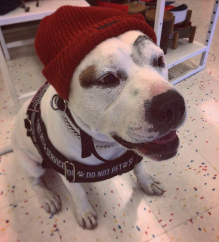 Ash's Service Dog