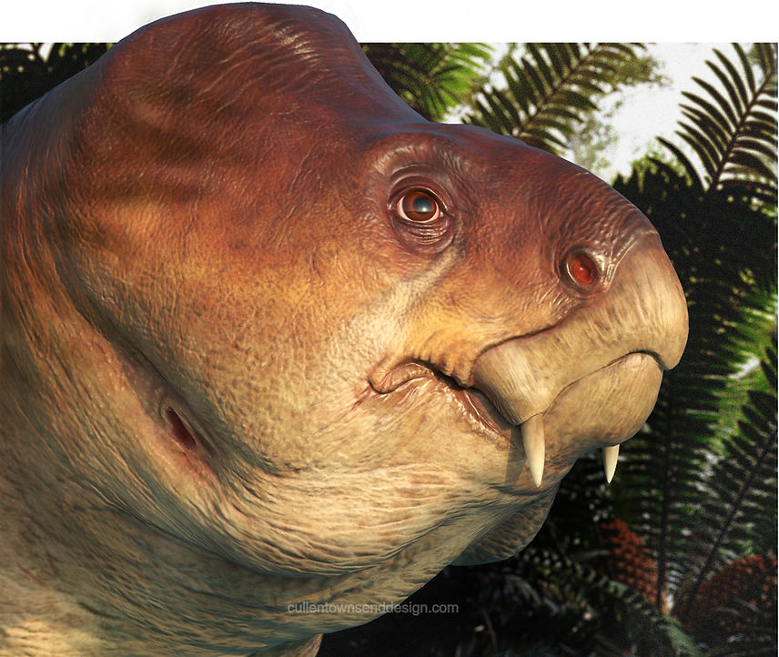 Argodicynodont Cullen Townsend