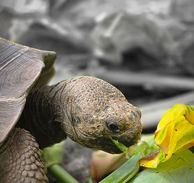 Highlands to Islands