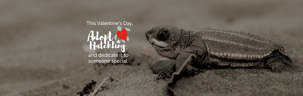 Website Banner AAH1 (1).png