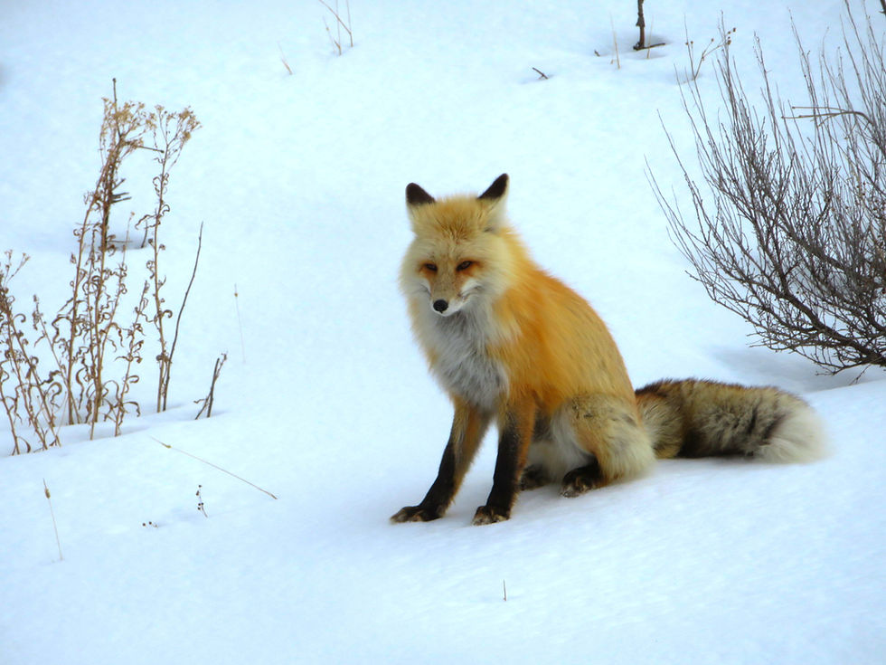The magical fox