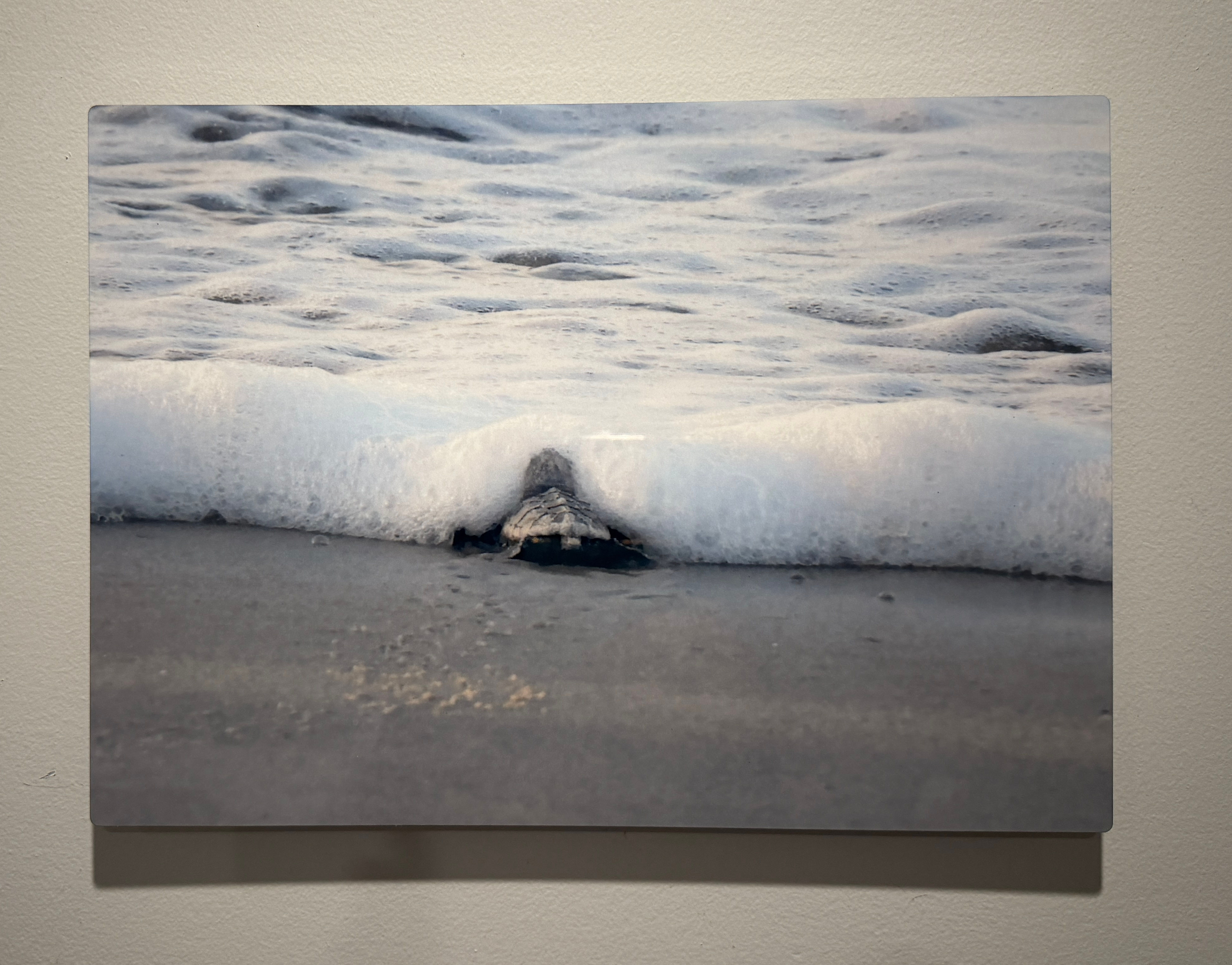Turtle hatchling by Carolyn Gaziano