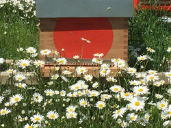 Les marguerites entourent la ruche