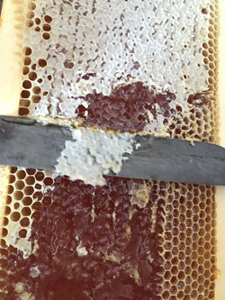 Oter l'opercule de cire