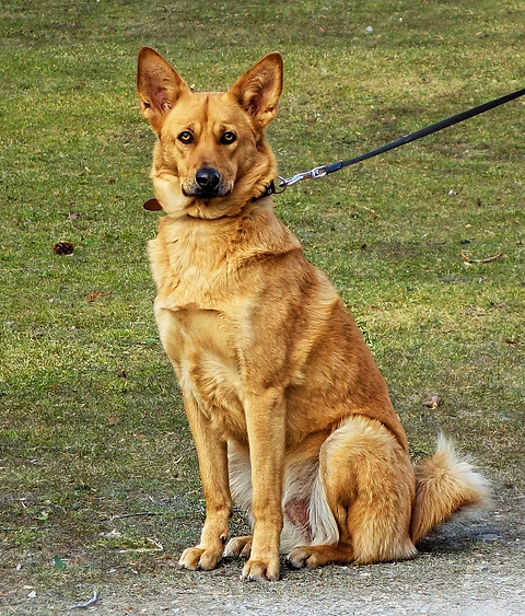 dog-3194862_1920.jpg