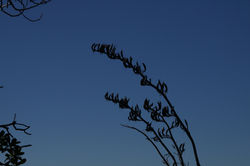 ©™aroha-visual-arts