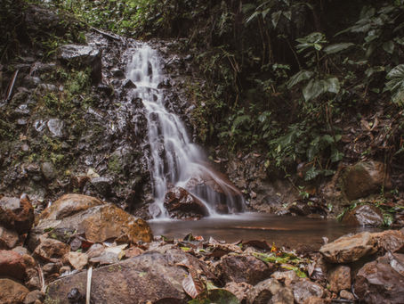 Saving the Choco Andino: Why preserving this unique ecosystem is essential