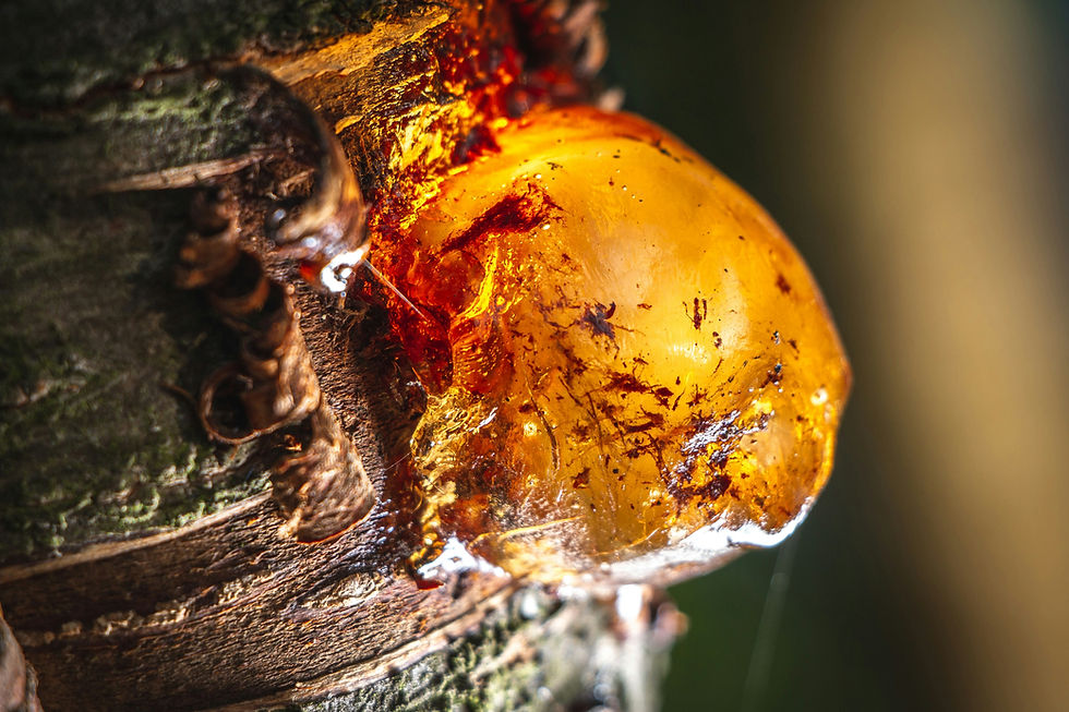 How to Remove Tree Sap from Your Car: A DIY Guide That Works