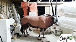 resize_smallerGardens by bay rocks oryx 