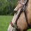 Miniature : Hackamore sur mesure en cuir et corde