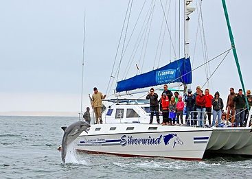 dolpin cruise main pic.jpg