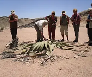 guide explaining welwitschia