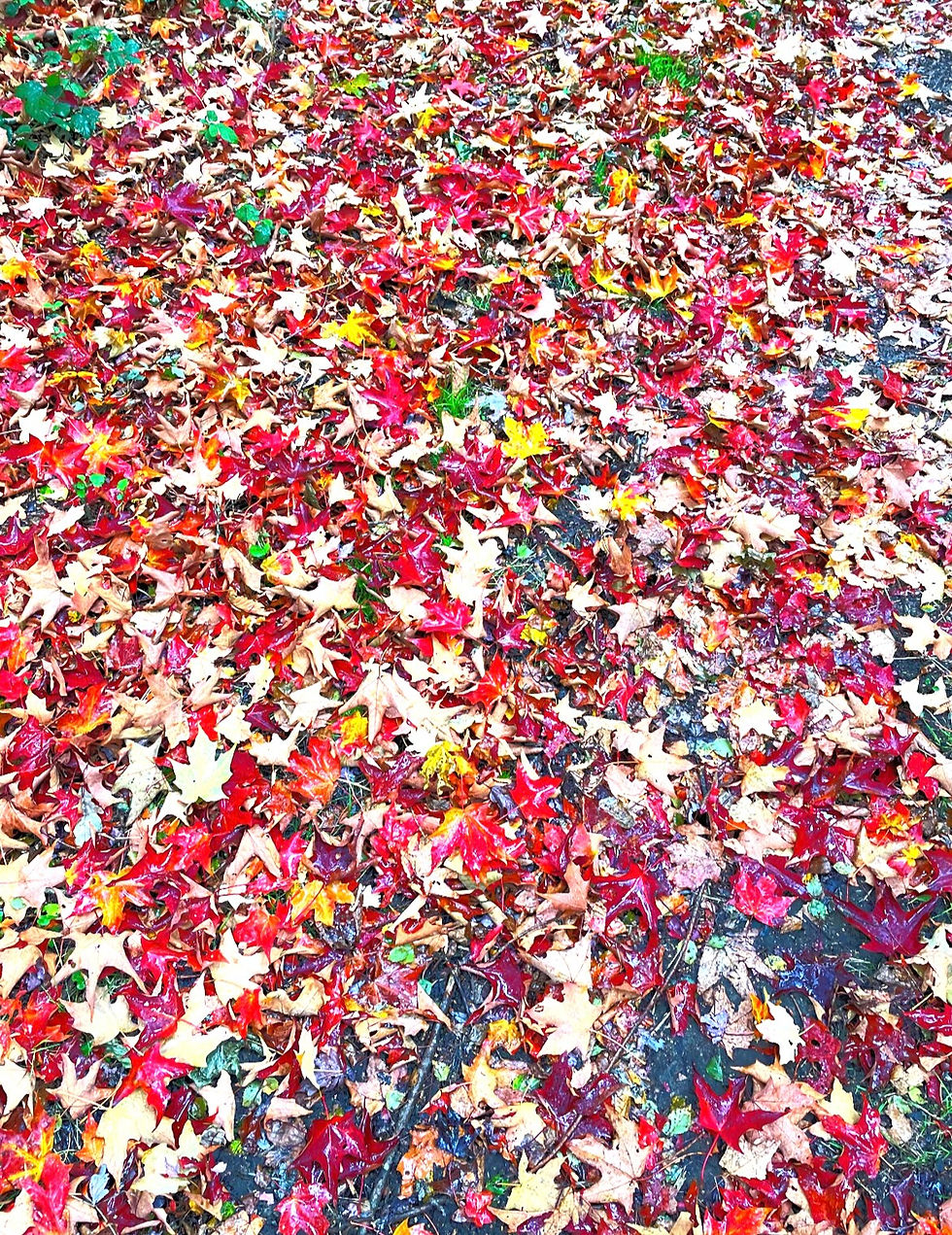 Maple autumn, October 2025