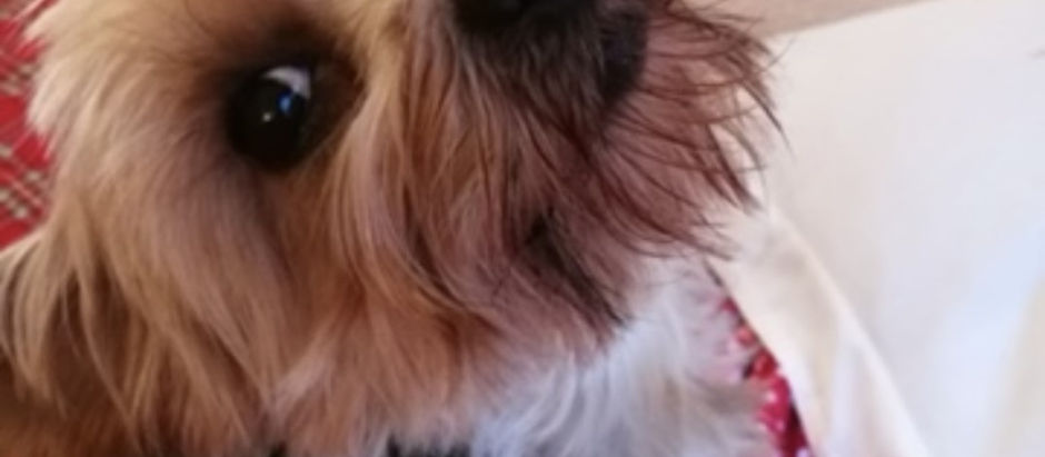 This is Muffin, Yorkshire Terrier extraordinaire