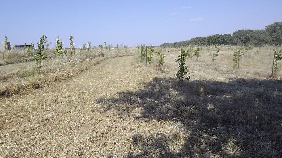 Plantación de frutales con Key Line