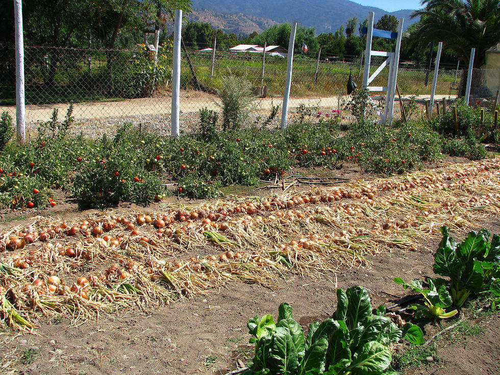 Secado cebollas.JPG