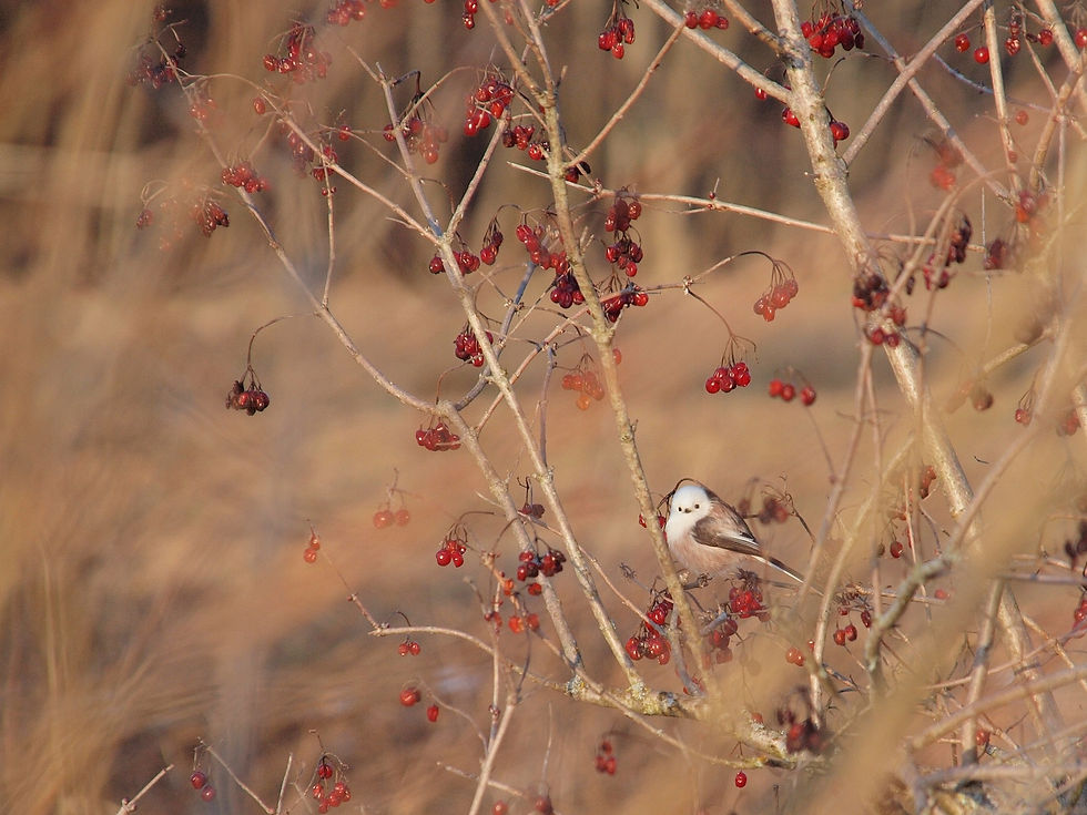 Schwanzmeise Caudatus, R. Steininger
