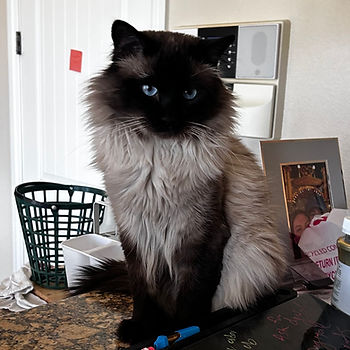A ragdoll cat sitting on a kitchen counter.