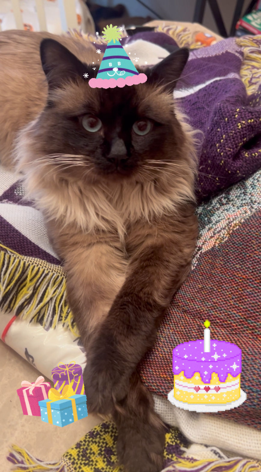 Ragdoll cat with paws crossed lying on purple blanket celebrating a birthday.