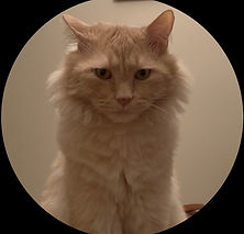 IMG_0822.PNG