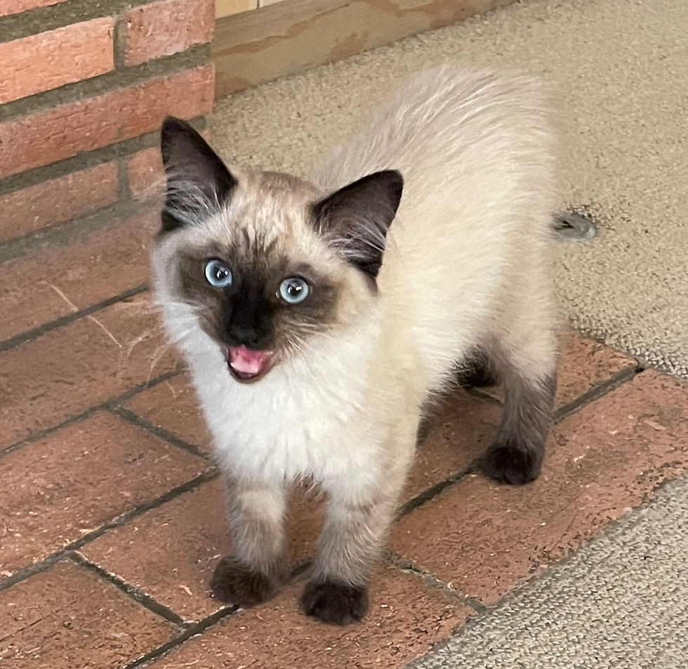 Seal Point Ragdoll kitten