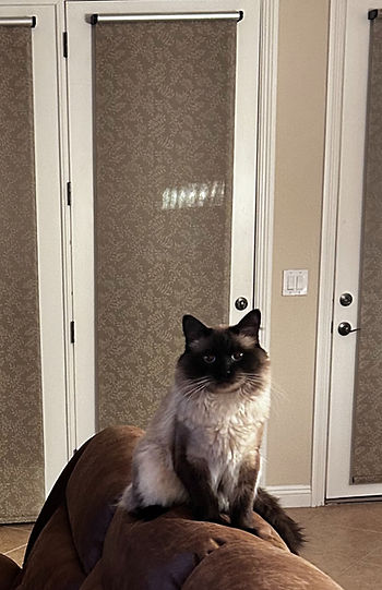 a cat sitting on a brown couch