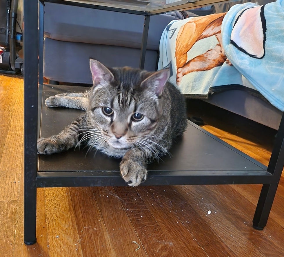 Shorthair cat sad and stressed over owners going on vacation for more than three days.