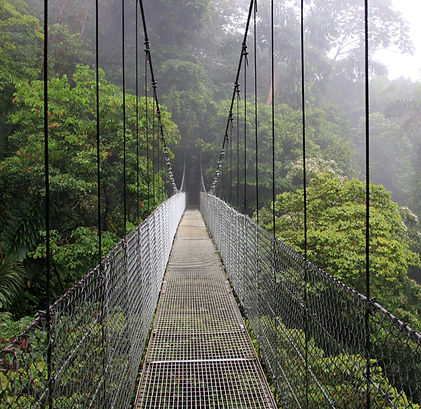 Regenwald-Hängebrücke