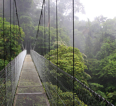 Puente colgante de la selva tropical 