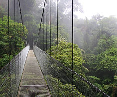 Rainforest Suspension Bridge