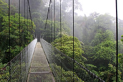 熱帯雨林の吊り橋