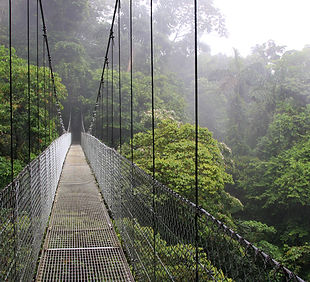 Jungle Suspension Bridge