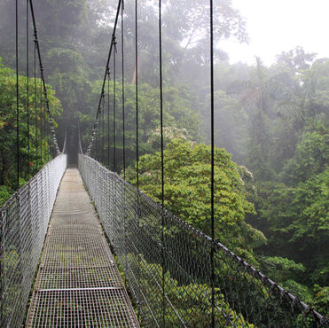 What Will Happen if we Destroy All the Rainforests